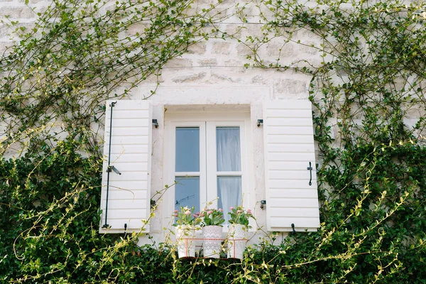 Una ventana de plástico blanco con persianas abiertas en una pared de piedra con una planta trepando sobre ella. —  Fotos de Stock