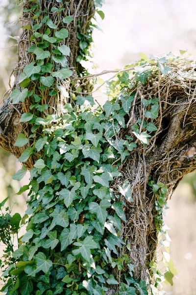 Close-up of green ivy leaves on an old rotten tree trunk. — Stock Photo, Image