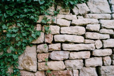 Taşlar arasında boşluklar olan gri bir duvarda yoğun bir sarmaşık büyümesi..