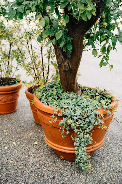 Lierre dans un grand pot de fleurs avec un citronnier. — Photo