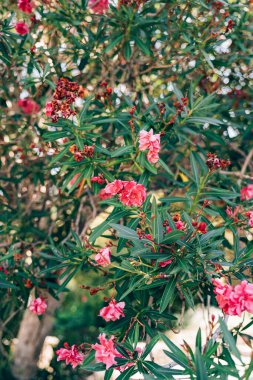 Oleander çiçekleri çiçek açarken. Dışarıdaki ağaçta pembe çiçekler..