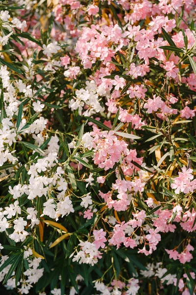 Flor de oleandro branca e rosa nos arbustos. — Fotografia de Stock