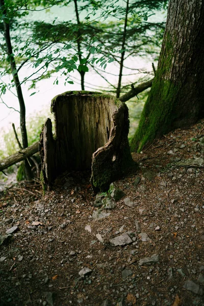 Restos de corteza de un viejo tocón en el bosque junto al agua cerca del tronco de un árbol. —  Fotos de Stock