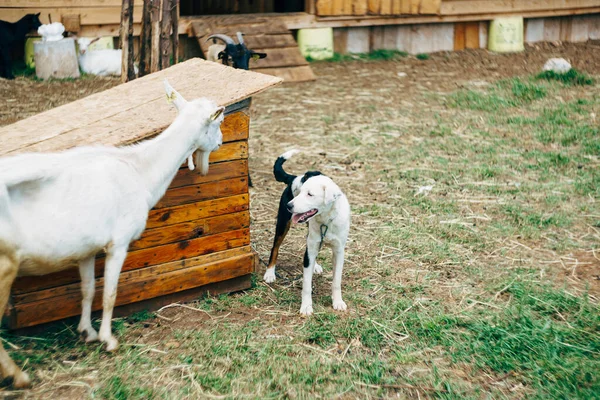 Egy fekete-fehér kutya láncra verve egy bokszhoz közel az udvaron kecskékkel.. — Stock Fotó