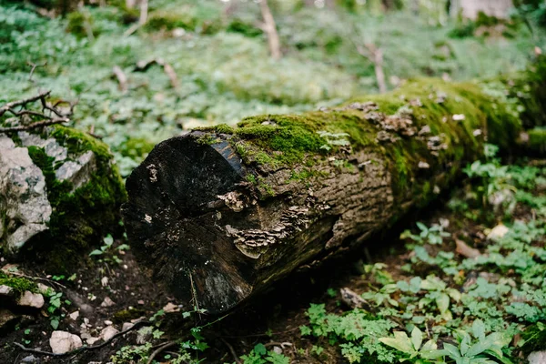 Primer plano de un tronco de árbol caído al suelo en la hierba. —  Fotos de Stock