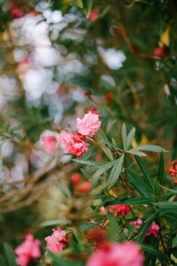 Çalı ve ağaçların sığ derinliğinde yeşil yaprakları olan bir dalda yabani ot çiçeği..