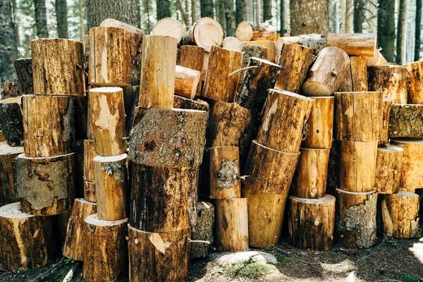 Batang pohon yang dipotong, tunggul ditumpuk dalam tumpukan di hutan. — Stok Foto