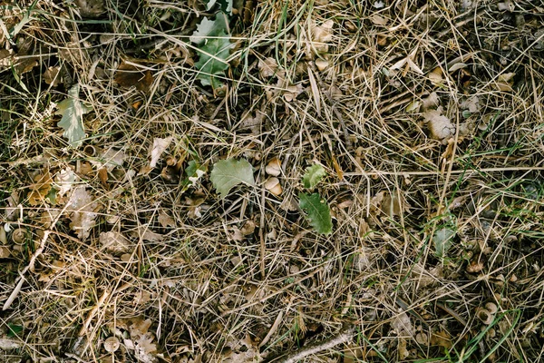 Maíz y hojas de roble sobre hierba seca de otoño. — Foto de Stock