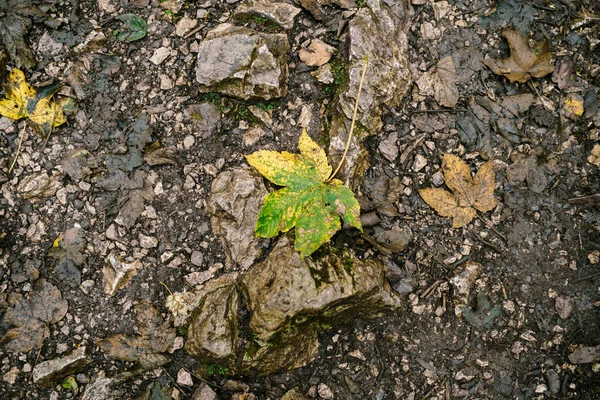 Feuilles tombées de couleur jaune-vert sur de grands pavés au sol. — Photo