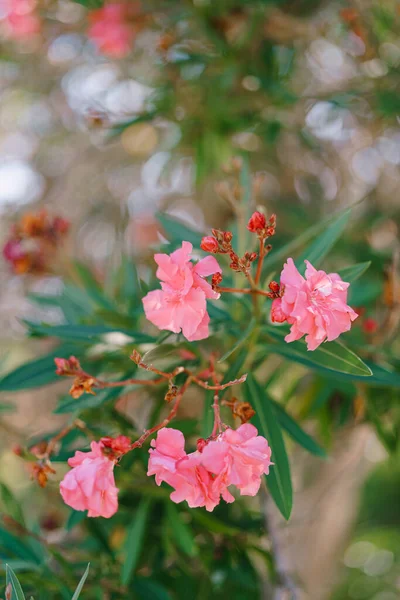 Mooie tak met oleanderbloemen met ondiepe velddiepte van groene planten. — Stockfoto