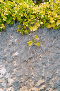 Üzerinde yeşil sarmaşık yaprakları olan taştan bir duvar..