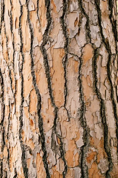 Een close-up van het ruwe hout van een oude bruine pijnboomstam. — Stockfoto