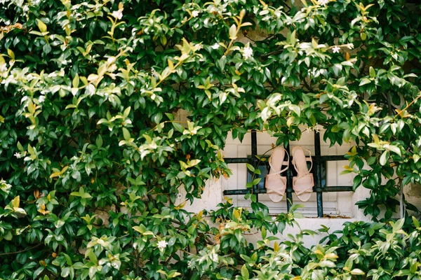 Eine duftende Liane windet sich entlang einer Steinmauer mit einem Fenster hinter einem Metallgitter und weißen Damenschuhen.. — Stockfoto