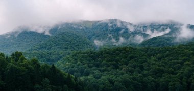 Karadağ 'daki Biogradska Gora ulusal parkındaki yoğun bir ormanın sisli bir tepedeki manzarası.