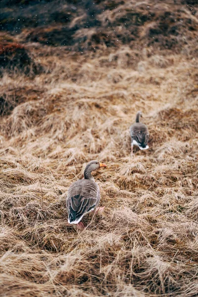 Dois patos cinzentos caminham na grama amarela seca na Islândia. — Fotografia de Stock