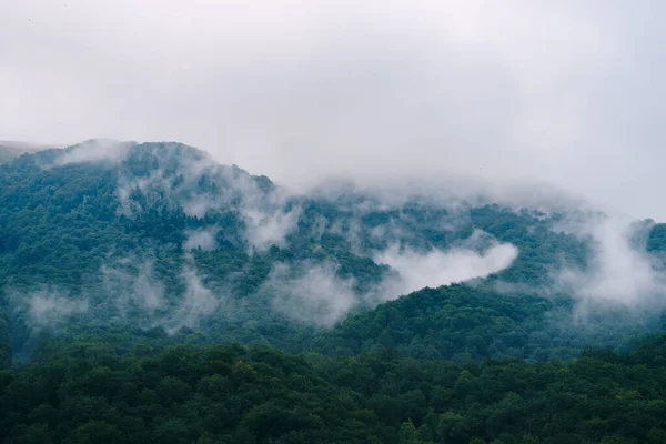 Dichter Nebel über Wald und Hügeln. Grüner Wald dicht bewaldet im Nationalpark Biogradska Gora in Montenegro. — Stockfoto