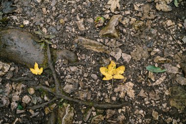 Küçük taşlar ve dallarla gri zeminde sarı yaprak.