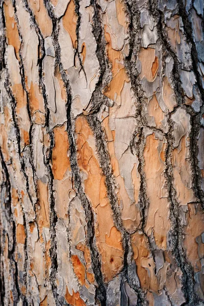 Eski bir çam ağacının engebeli gövdesine yakın çekim. — Stok fotoğraf