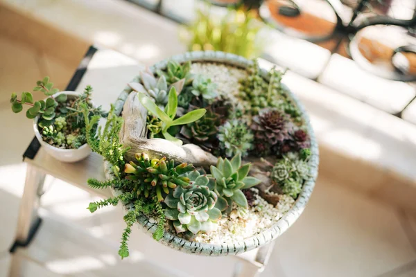 Succulents variés dans un pot de fleurs avec bois flotté. — Photo