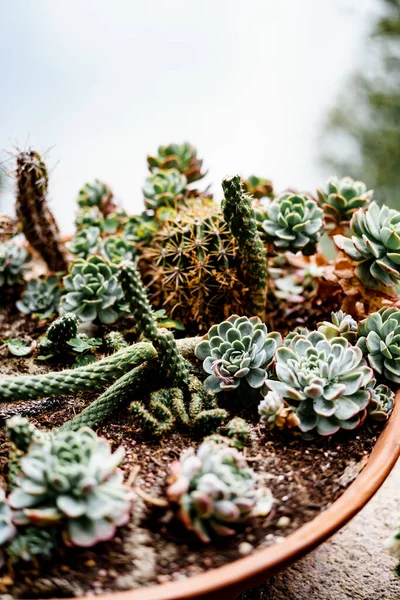 Gros plan de petits succulents et de cactus dans un pot de fleurs. — Photo