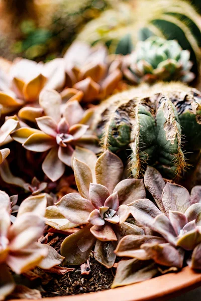 Närbild av röda suckulenter och kaktusar i en gryta. — Stockfoto
