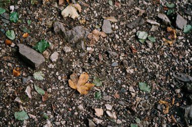 Soğuk orman zemininde düşen sonbahar yaprakları.