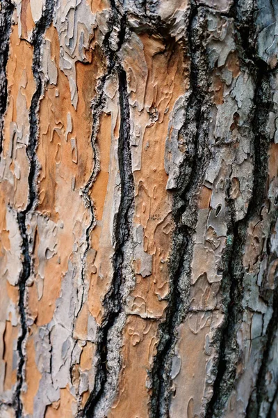 Közelkép a textúra a kéreg a törzs egy régi fa. — Stock Fotó