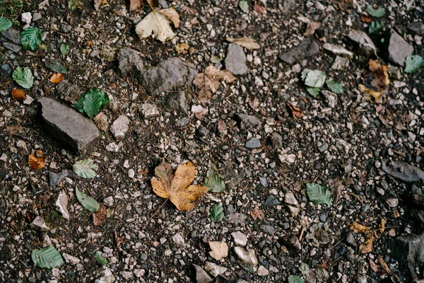 Upadłe jesienne liście na zimnej ziemi leśnej. — Zdjęcie stockowe