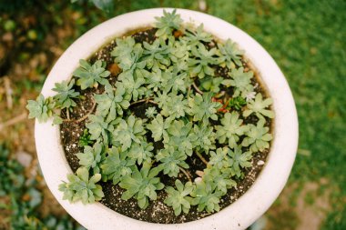 Eonyum suları olan bir saksı..