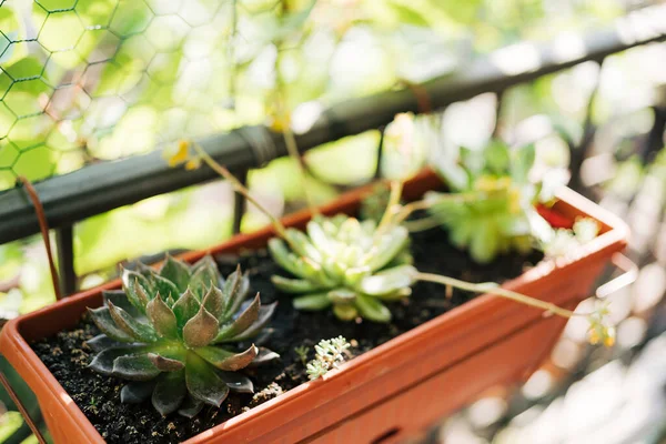 Três suculentas de Echeveria em um vaso de flores retangular na varanda. — Fotografia de Stock