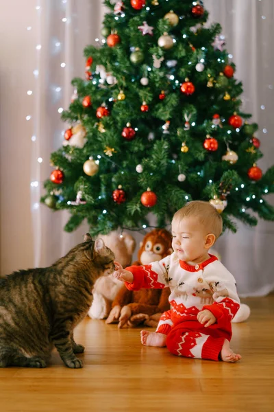 Kırmızı beyaz örgü kıyafetli küçük kız Noel ağacının önünde bir kediyi okşuyor. — Stok fotoğraf