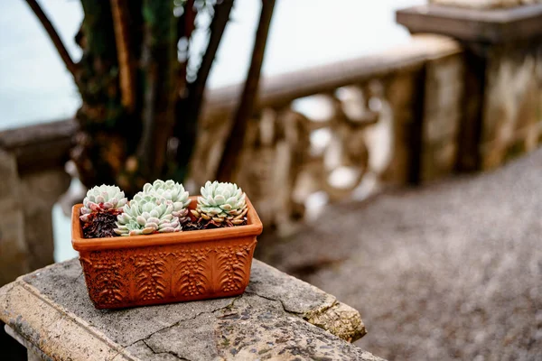 Pot de fleurs brun argile avec fleurs Echeveria succulents. — Photo