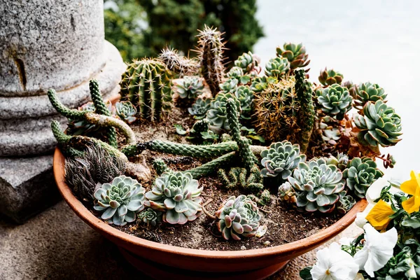 Assiette de pot de fleurs avec cactus et succulents. — Photo