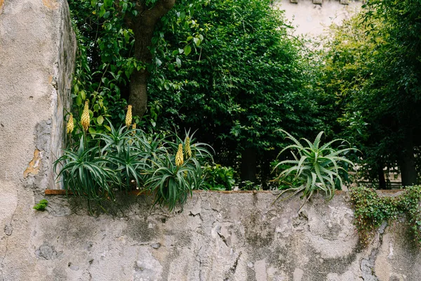 Ανθισμένους θάμνους αλόης πάνω από ένα πέτρινο φράχτη. — Φωτογραφία Αρχείου
