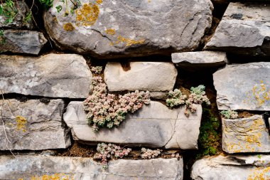 Vahşi Sedum sulu bir taş duvarda yetişiyor..