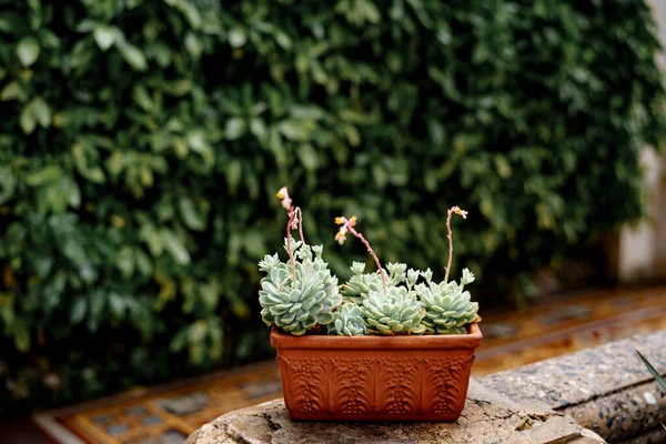 Clay brown flowerpot with blooming Echeveria succulents. — Stock Photo, Image