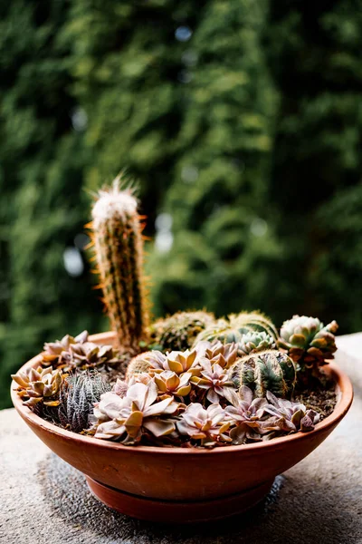 Pot de fleurs en argile brune avec cactus et plantes succulentes. — Photo