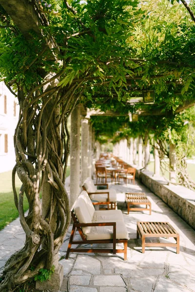 Sofás e mesas de madeira em um café, no território de uma antiga vila, em um gazebo de águas com lianas wisteria. — Fotografia de Stock