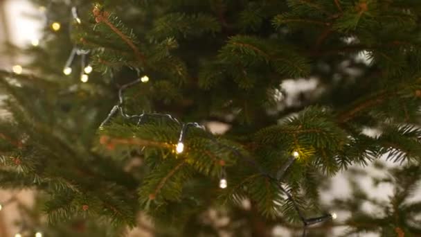 Guirlanda LED nos ramos verdes de uma árvore de Natal viva. — Vídeo de Stock