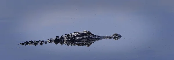 Американский Аллигатор Флориды Плавающий Болотах — стоковое фото
