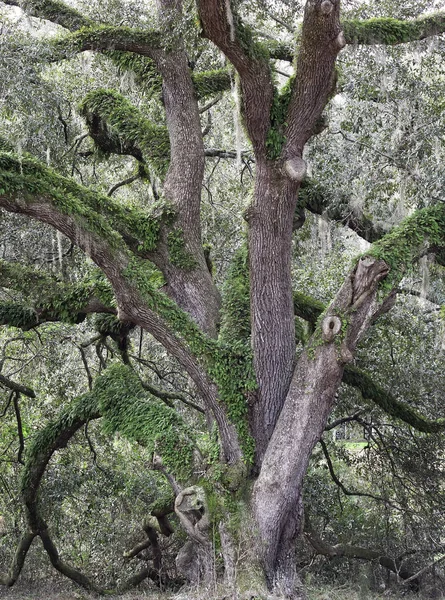 Large Aged Oak Tree Winding Limbs Fern Countryside Tallahassee Florida — Stock Photo, Image