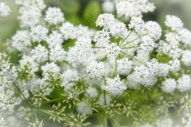 Yumuşak parlak beyaz kır çiçekleri