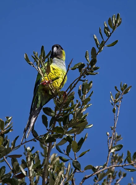 Green Parrot bird in a tree in Florida