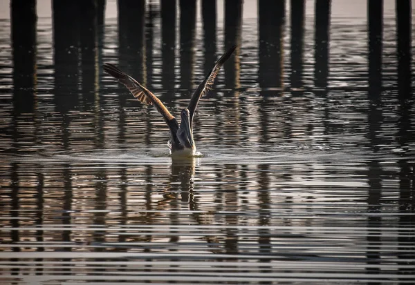 Flórida Brown Pelican Desembarque Porto Centro Flórida — Fotografia de Stock