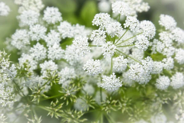 Yumuşak parlak beyaz kır çiçekleri