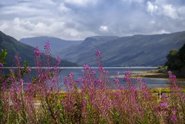 Rosebay Willowherb Loch Fyne Scotland — стокове фото