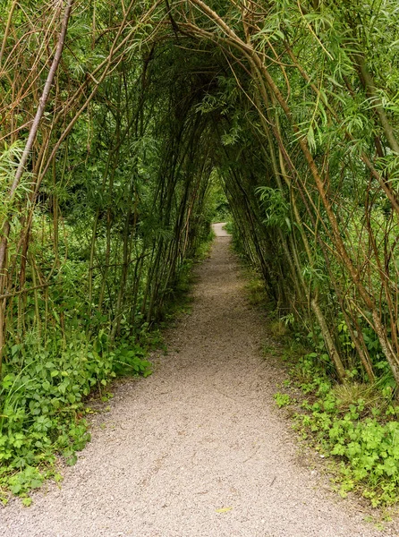 Natural Covered Walking Path Gardens Blarney Castle Blarney Ireland — Stock Photo, Image