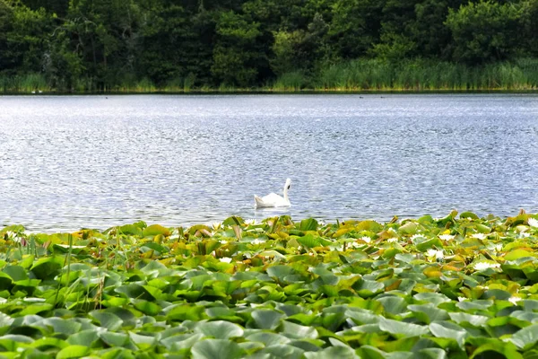 Swan Simma Sjö Med Blommande Lily Pads Blarney Irland — Stockfoto