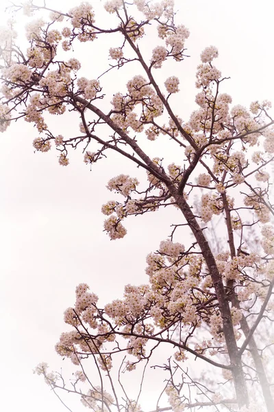 Růžový Dřín Strom Začíná Kvetou Brzy Jaře — Stock fotografie
