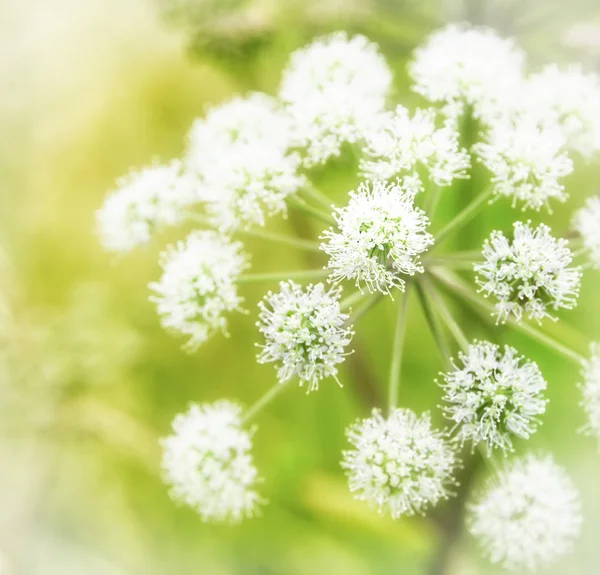 Lätt Upplysta Och Mjuk Fokus Vita Jättelokan Blomma Högländerna Skottland — Stockfoto